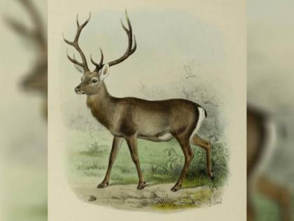 To save Hangul deer the breeding center will be restarted in the hunting ground | हंगुल हिरणों को बचाने के लिए शिकारगाह में फिर से चालू होगा प्रजनन केंद्र, जानें पूरा मामला