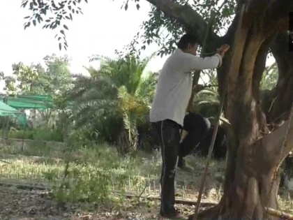 Mukul Tyagi for hapur s asaura village build makeshift tree house to avoid social distancing amid covid-19 spread | Social Distancing: पेड़ पर बना लिया आशियाना, बेवजह घरों से बाहर निकल रहे लोगों को हापुड़ के मुकुल ने दिया अनोखा संदेश