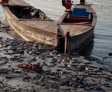 Gujarat: BSF seized 5 Pakistan fishing boats during a special operation in Harami Nullah area | गुजरात: बीएसएफ ने हरामी नाला से पांच पाकिस्तानी नौकाएं कीं जब्त