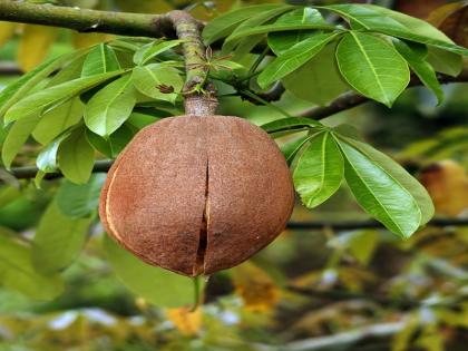 Health benefits of Justicia adhatoda Malabar nut or adusa for piles, asthma, arthritis in Hindi | सालों पुराने अस्थमा, दर्दनाक खूनी बवासीर, गठिया जैसे 10 रोगों को खत्म कर देगी ये चीज Health benefits of Justicia adhatoda Malabar nut or adusa for piles, asthma, arthritis in Hindi | सालों पुराने अस्थमा, दर्दनाक खूनी बवासीर, गठिया जैसे 10 रोगों को खत्म कर देगी ये चीज