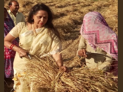 lok sabha election 2019 hema malini in campaign mode seen harvesting wheat crops | लोकसभा चुनाव: ये क्या...खेत में गेहूं काटने पहुंच गई हेमा मालिनी! तस्वीर सोशल मीडिया पर वायरल