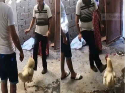 viral video of cock dancing with master trending on social media funny video | इस मुर्गे को डांस करते देख आपको आ जाएगा मजा, मालिक के हर स्टेप को ऐसे करता है फॉलो, वीडियो वायरल