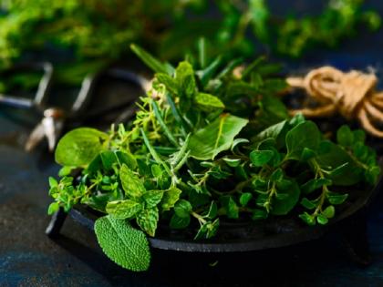 ICAR’s institute NRCE claims to found herbal extract which may be treat Covid-19 patients | इस पौधे से हो सकता है कोरोना का इलाज, एग्रीकल्चर रिसर्च में दावा- हर्बल तरीका कर सकता है मदद