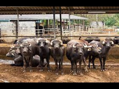up aligarh meat export factory hind agro industries plant arrest animal cruelty | यूपी: अलीगढ़ में मांस निर्यात फैक्ट्री हिंद एग्रो इंडस्ट्रीज प्लांट के 37 कर्मचारी गिरफ्तार, पशुओं से क्रूरता का आरोप
