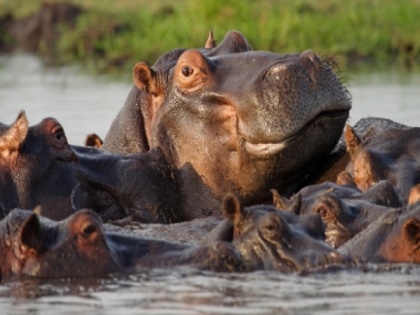 Forest Minister angry over the naming of hippopotamus in UP, know what is the whole controversy | यूपी में दरियाई घोड़े के नामकरण को लेकर वन मंत्री खफा, जानें क्या है पूरा विवाद