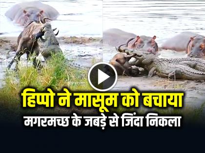Hippopotamus Save Wildebeest from Crocodile watch the video | मासूम की जान बचाने के लिए मगरमच्छ से भिड़ गया दरियाई घोड़ा, देखें वीडियो Hippopotamus Save Wildebeest from Crocodile watch the video | मासूम की जान बचाने के लिए मगरमच्छ से भिड़ गया दरियाई घोड़ा, देखें वीडियो