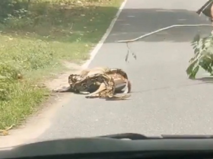 Python Strangling Deer horrifying video goes viral on social media thailand | अजगर ने हिरण को शिकार के लिए फंसाया तो शख्स मारने लगा डंडा, उसके बाद जो हुआ वह काफी चौंकाने वाला, देखें वायरल वीडियो