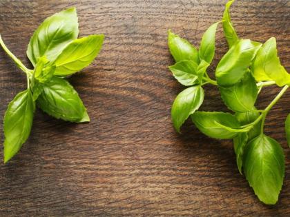 home remedies to get rid of Bed Bugs, cockroach, ants and other insects in your home | घर के खटमल, कॉकरोच, मकड़ी और चींटियों का नाश कर देंगी प्याज-पुदीना जैसी ये 4 चीजें home remedies to get rid of Bed Bugs, cockroach, ants and other insects in your home | घर के खटमल, कॉकरोच, मकड़ी और चींटियों का नाश कर देंगी प्याज-पुदीना जैसी ये 4 चीजें