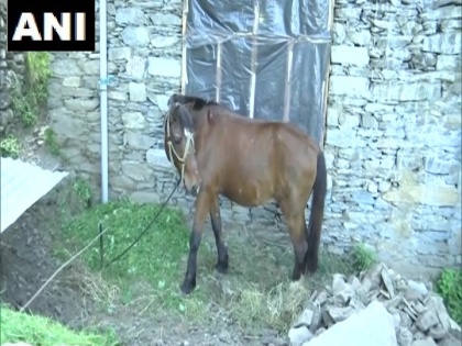 Jammu and Kashmir: The horse and its owner, who came back from Kashmir in Rajouri yesterday, were sent to the quarantine until the owner's report came. | रेड ज़ोन से लौटे घोड़े को क्वारंटाइन में भेजा, पहली बार कोई पशु को आइसोलेशन में रखा गया...