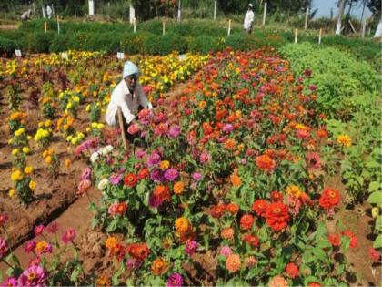 In Bihar, where the earth used to be red with blood, the area is fragrant with flower cultivation, farmers are earning lakhs. | बिहार में जहां खून से लाल होती थी धरती, वहां फूलों की खेती से महक उठा है इलाका, लाखों कमा रहे हैं किसान In Bihar, where the earth used to be red with blood, the area is fragrant with flower cultivation, farmers are earning lakhs. | बिहार में जहां खून से लाल होती थी धरती, वहां फूलों की खेती से महक उठा है इलाका, लाखों कमा रहे हैं किसान