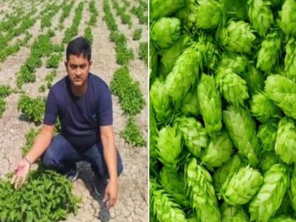 The Bihar farmer is cultivating 'hop shoots', the world's costliest crop, price is rupees 1 Lakh Per Kg, know what is hop shoots and health benefits in Hindi | बिहार के किसान ने उगाई खास सब्जी, कीमत 1 लाख रुपये किलो, जानिये इस सब्जी के 10 चौंकाने वाले फायदे