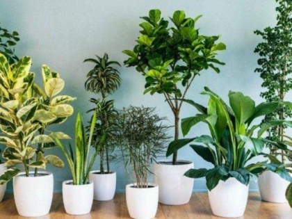 bring these plants on your home for luck and prosperity | वास्तु के हिसाब से घर में जरूर लागएं ये 5 पौधे, कभी नहीं होगी पैसों की कमी