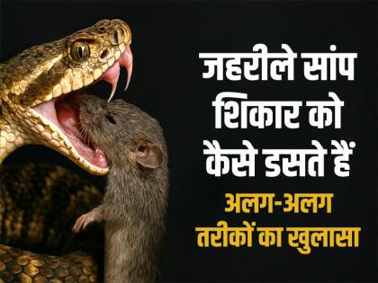 How Venomous Snakes Bite Their Prey Different Striking Techniques Revealed | "जहरीले सांप शिकार को कैसे डसते हैं: अलग-अलग तरीकों का खुलासा"