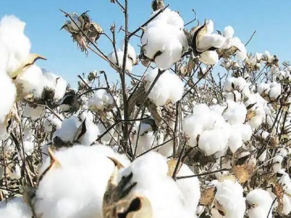 Maharashtra: after ban also HTBT cotton being sold, 40 FIR in 12 districts this year | महाराष्ट्र: धड़ल्ले से बिक रहे प्रतिबंधित एचटीबीटी कपास के बीज, राज्य के 12 जिलों में इसी साल दर्ज हुई 40 एफआईआर