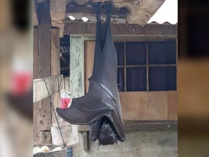 Truth Behind 'human-size' huge Bat viral Photo who gives social media users nightmares | कोरोना काल में इंसान इतना बड़ा ये चमगादड़ लोगों में फैला रहा है खौफ, जानें क्या है इसके पीछे की सच्चाई