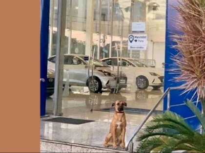 Hyundai Brazil's New Employee Of The Year Is A Dog That's Winning Hearts All Over The Internet | हुंडई कार शोरूम में ग्राहकों का स्वागत करता है कुत्ता, प्रमोशन कर बनाया गया सेल्समैन