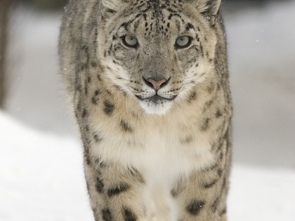 Snow leopard terror 37 sheep and Pashmina goats attacked and killed, 170 cattle killed in 4 weeks | हिम तेंदुआ का आतंक, 37 भेड़ और पश्मीना बकरियों पर हमला कर मार डाला, 4 हफ्तों में 170 मवेशियों की जान जा चुकी है