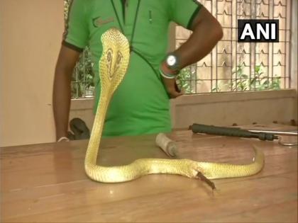 if snake willl bite you will get 4 lakh compensation in india know rules | सांप काटने पर मृतक के परिवार को मिल सकता है 4 लाख का मुआवजा, जानें नियम और कैसे मिलेगा बैंक खाते में पैसा