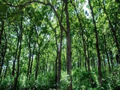 Blog Action plan should be decided to save forests | ब्लॉगः वनों को बचाने के लिए तय हो कार्ययोजना