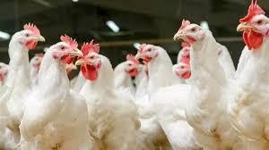 New threat of bird flu emerges | ब्लॉग: बर्ड फ्लू का सामने आता नया खतरा New threat of bird flu emerges | ब्लॉग: बर्ड फ्लू का सामने आता नया खतरा