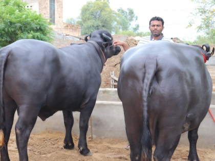 haryana buffalo saraswati name world record of highest milking | हरियाणा की सरस्वती भैंस के नाम दर्ज हुआ सबसे ज्यादा दूध देने का विश्व रिकॉर्ड