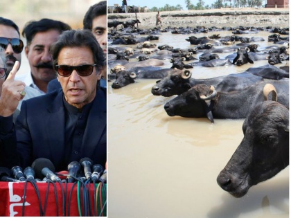 Pakistan PM Imran Khan Cuts Cost, Sells Luxury Cars, Helicopters & Buffalo | कर्ज चुकाने के वायदे पर कायम इमरान खान, पाकिस्तानी भैंसें बेचकर कर्ज से छुटकारे की आस