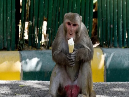 increasing population of monkey and pig with contact with human can cause many diseases study | बंदर और सुअरों की बढ़ती आबादी से इंसानों को खतरा! हो सकती है कई बीमारियां, स्टडी में हुआ खुलासा