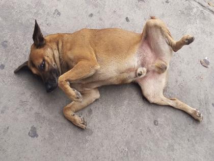 Maharashtra Father-son beat dog fiercely with stick spreading garbage animal died unconscious on spot thane police case registered | महाराष्ट्र: महज कचड़ा फैलाने को लेकर बाप-बेटे ने डंडे से की कुत्ते की जमकर पिटाई, फिर घटनास्थल पर ही बेहोश होकर मर गया जानवर, केस दर्ज Maharashtra Father-son beat dog fiercely with stick spreading garbage animal died unconscious on spot thane police case registered | महाराष्ट्र: महज कचड़ा फैलाने को लेकर बाप-बेटे ने डंडे से की कुत्ते की जमकर पिटाई, फिर घटनास्थल पर ही बेहोश होकर मर गया जानवर, केस दर्ज