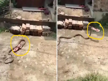 indian snake carry away women slipper ifs officer Parveen Kaswan shares viral video | वीडियो: अचानक निकले सांप ने महिला का चुराया चप्पल, मुंह में स्लीपर लिए हुए ऐसे गायब हुआ सर्प, यूजर्स ने कहा 'क्राइम मास्टर गोगो'