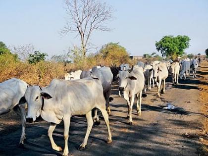 India's indigenous breed need turn cattle becoming burden boon cows roam around killed | भारत देसी नस्लः बोझ बनते मवेशियों को वरदान बनाने की जरूरत?, गोवंश मारे-मारे फिर रहे...