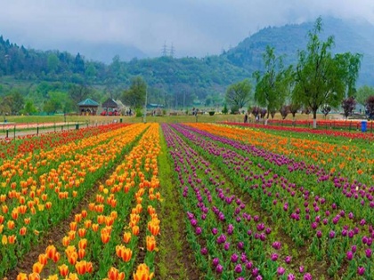 jammu kashmir Indira Gandhi Memorial Tulip Garden to open at the end of next month | फूल खिलेंगे गुलशन-गुलशन: पर्यटकों का इंतजार हुआ खत्म, अगले महीने के अंत में खुलेगा टयूलिप गार्डन