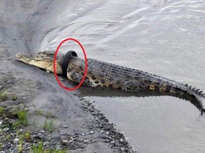 Indonesian authorities offer reward to rescue crocodile with tyre stuck around its neck for over three years | 13 फुट लंबे मगरमच्छ के गले में 3 साल से फंसा है गाड़ी का टायर, निकालने वाले को सरकार देगी बड़ा इनाम