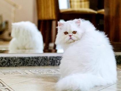 Indore Family did not pay Rs 51000 Transgender group kidnapped Persian cat returned it next day after complaint filed in police station know what story | इंदौरः परिवार ने नहीं दिया 51,000 रुपये का नेग, ट्रांसजेंडर समूह ने पर्शियन बिल्ली का किया अपहरण, पुलिस थाने में शिकायत दर्ज होने के अगले दिन लौटाई, जानें क्या है कहानी