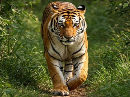 "The roar of the tiger remains intact in Madhya Pradesh": Special on International Tiger Day 29 July | अंतरराष्ट्रीय बाघ दिवस 29 जुलाई पर विशेष: "मध्यप्रदेश में बाघ की दहाड़ बरकरार"