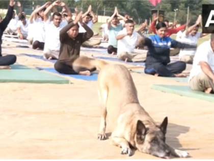 International Yoga Day 2023 Amazing view seen in Jammu and Kashmir on Yoga Day dog of ITBP dog squad did yoga | International Yoga Day 2023: योग दिवस पर जम्मू-कश्मीर में दिखा अद्भुत नजारा, आईटीबीपी के डॉग स्क्वायड के कुत्ते ने किया योग