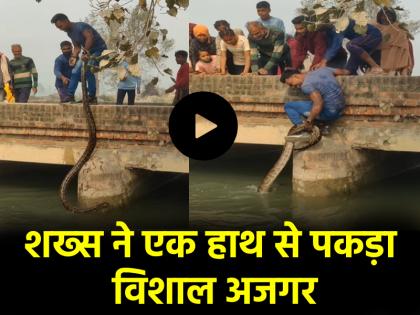 Viral Video giant python came out of canal person picked it up in one hand and pulled it People stunned after watching the video | Viral Video: नहर से निकला विशालकाय अजगर, एक हाथ में शख्स ने उठाकर खींचा; वीडियो देख लोग दंग
