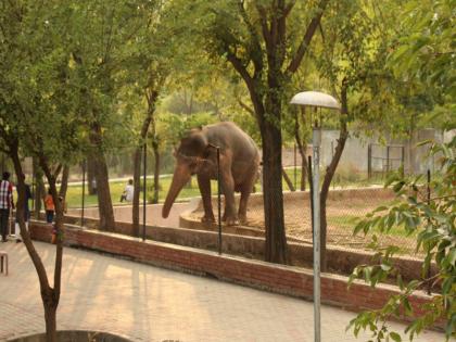 Around 500 animals go ‘missing’ from zoo in Pakistan | पाकिस्तान के चिड़ियाघर से करीब 500 जानवर लापता, मचा हंगामा