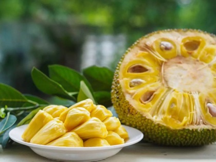 jackfruit seeds health benefits: 10 amazing health benefits of eating jackfruit seeds | Diet Tips: इम्यूनिटी बढ़ाने, प्रोटीन की कमी पूरी करने के लिए खाएं कटहल के बीज, ये भी हैं 10 जबरदस्त फायदे