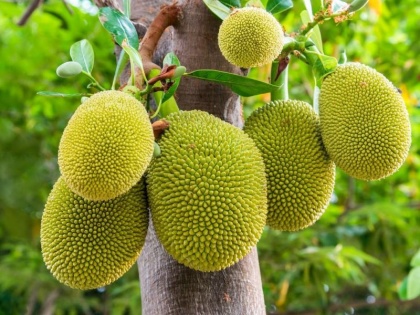jackfruit benefits for diabetes, cancer, weight loss, skin, thyroid, bodybuilding and hair | डायबिटीज-2, कैंसर, मोटापे का काल है कटहल, इसका ये खास हिस्सा खाने से 4 दिन में दिखेगा असर