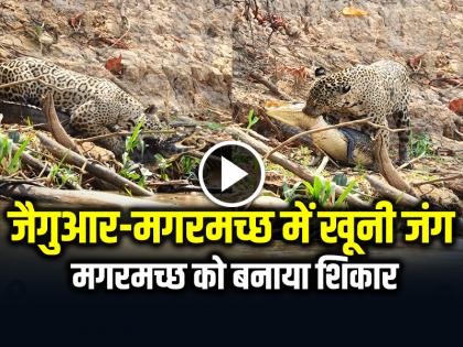 Jaguar Attack Crocodile Video Goes Viral on social media | VIDEO: खूंखार मगरमच्छ को बनाया शिकार, जैगुआर-मगरमच्छ में खूनी जंग का वीडियो वायरल