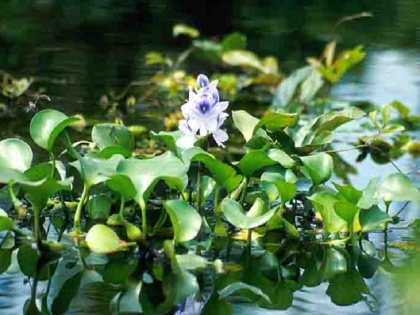 Raksha bandhan 2020: women made rakhi with hyacinth in West Bengal | Raksha bandhan 2020: पश्चिम बंगाल में महिलाओं ने जलकुंभी से बनाई राखी