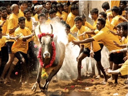 Jallikattu event organized in Madurai of Tamil Nadu | VIDEO: तमिलनाडु में पोंगल फेस्टिवल का मना जश्न, ऐसे खेला गया जलीकट्टू का खेल