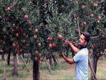 Jammu kashmir Apple trees plantations shield action security forces terrorists celebrating autumn should not come | JK: सुरक्षाबलों की कार्रवाई में ढाल बन रहे है सेब के पेड़-बगान, आतंकी मना रहे है कि अभी न आए पतझड़