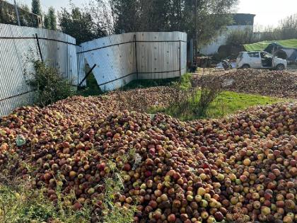 Jammu-Kashmir Despite efforts of the railways apples are rotting in Kashmir | Jammu-Kashmir: रेलवे की कोशिश के बाद भी कश्मीर में पड़े-पड़े सड़ रहे सेब, इस साल फल मंडियां सेब के बिना सूनी Jammu-Kashmir Despite efforts of the railways apples are rotting in Kashmir | Jammu-Kashmir: रेलवे की कोशिश के बाद भी कश्मीर में पड़े-पड़े सड़ रहे सेब, इस साल फल मंडियां सेब के बिना सूनी