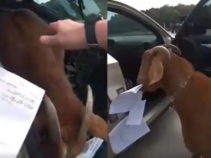 Goat entered inside police car, then did something that the officer lost sweat, see viral video | पुलिस की गाड़ी के अंदर घुस गई बकरी, फिर किया कुछ ऐसा कि अधिकारी के छूटे पसीने, देखें वायरल वीडियो