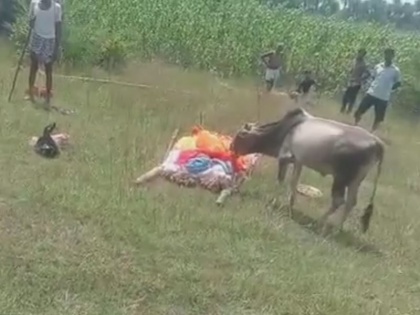 jharkhand news hazaribagh calf reached the funeral dead owner remembered kissing dead body see viral video | Video: मृत मालिक के अंतिम संस्कार में पहुंचा बछड़ा, शव को चूमकर किया याद, देखें वायरल वीडियो