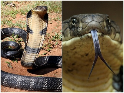 uttar pradesh rampur news now cobra taking revenge from labour ahsan snake biting 7 times in 7 months | कोबरा को मारना एहसान को पड़ गया भारी! दावा- 7 महीने में 7 बार पीछा कर डंसा सांप ने, खेतों में जानें से अब डरता है मजदूर
