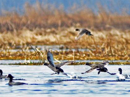 Kashmir Hokersar Vullar Lake Higam Mirgund and Shailabagh roaring with tunes of foreign lands Chanting | कश्मीर में होकरसर, वुल्लर झील, हायगाम, मीरगुंड और शैलाबाग में मेहमान परिंदों की चहचहाहट Kashmir Hokersar Vullar Lake Higam Mirgund and Shailabagh roaring with tunes of foreign lands Chanting | कश्मीर में होकरसर, वुल्लर झील, हायगाम, मीरगुंड और शैलाबाग में मेहमान परिंदों की चहचहाहट