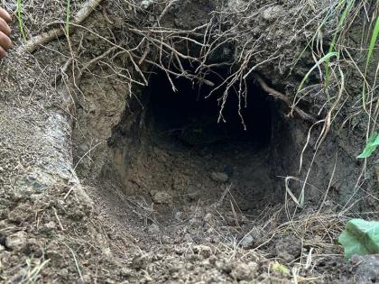 Kupwara Police two terrorists killed 2 Aks, 4 AKMags, 90 rounds, 1 Pak Pistol, 1 Pouch Rs 2100 Pak currency recovered encounter site | Kupwara Police: कुपवाड़ा में घुसपैठ की कोशिश नाकाम, दो आतंकवादी ढेर, दो एके राइफल, चार एके मैगजीन, 90 कारतूस, पाकिस्तान निर्मित पिस्तौल, थैली और 2100 रुपये पाकिस्तानी मुद्रा बरामद