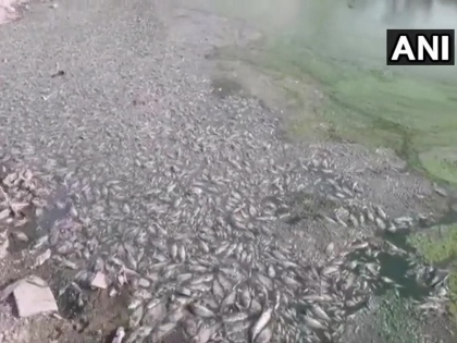 rajasthan jodhpur hundreds of fish died Administration investigating the cause of death | जोधपुर में अचानक मरी मिली सैकड़ों मछलियां, गांव वाले खौफजदा, मरने के कारण का नहीं हुआ खुलासा